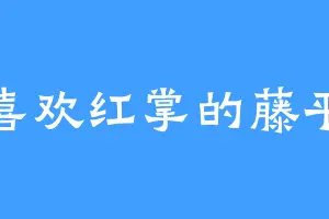 喜欢红掌的藤平